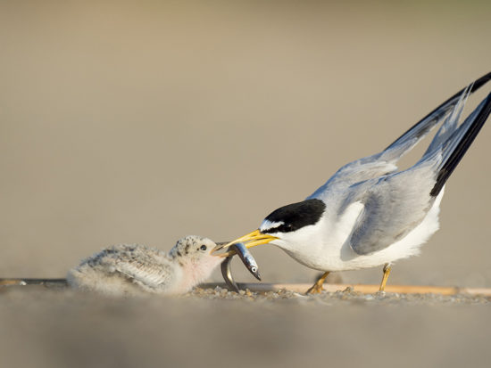 "Least Tern"