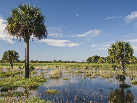 Florida_Wetlands_(19114335522)