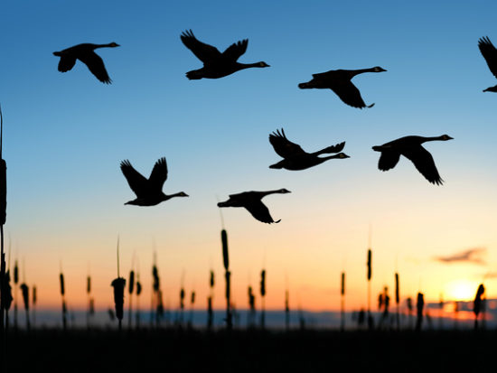 XL migrating canada geese