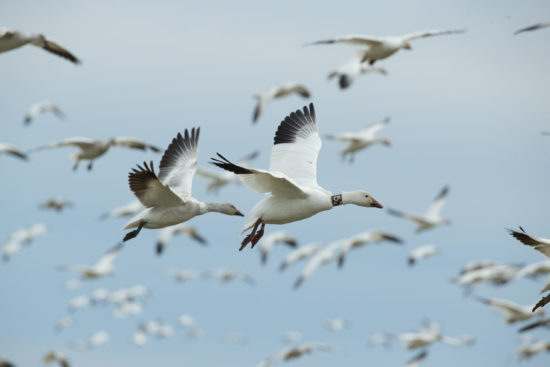 Banded Snow Geese