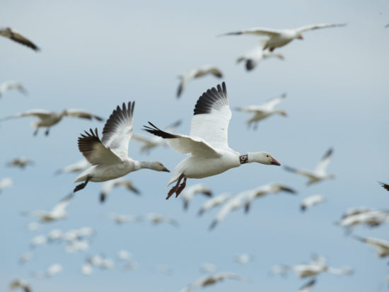Banded Snow Geese