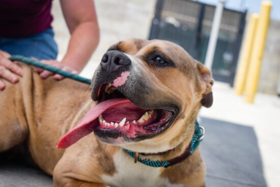 Pit bull mix shelter dog laying down with her tongue out