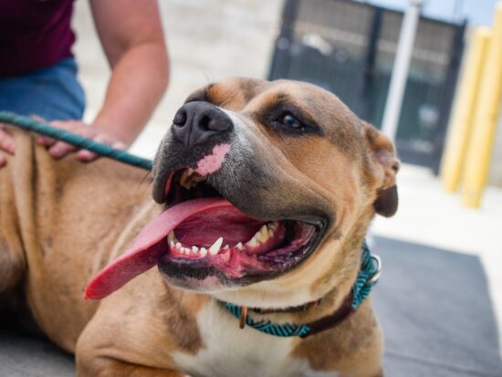 Pit bull mix shelter dog laying down with her tongue out