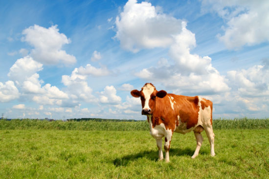 Curious cow standing on meadow