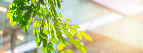 eco building or green office plant tree and garden in city concept-shutterstock_687203815