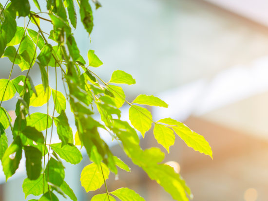 eco building or green office plant tree and garden in city concept-shutterstock_687203815