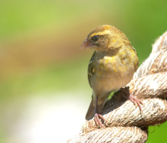 Environment_The Seychelles fody-Foudia sechellarum-Tok-tok