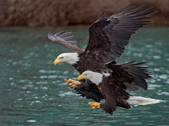 Bald,Eagles,Usa,Birds,Nature,Wallpaper