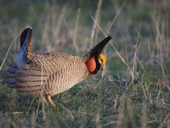 Lesser,Prairie-chicken,,Tympanuchus,Pallidicinctus,,Male,On,Lek,Displaying,,Canadian,,Panhandle,