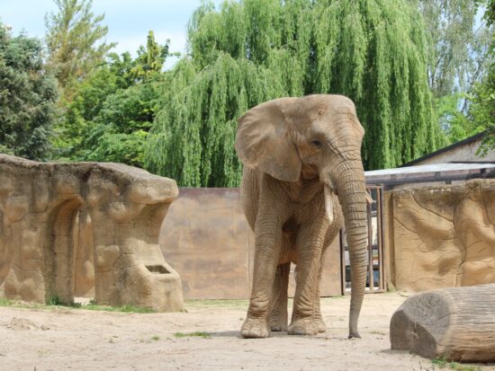 Elephant and willow in the background.