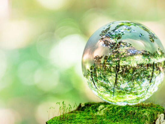 MOSS and glass globes
