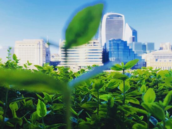 Green_forest_b3HZBKW.2e16d0ba.fill-960x540