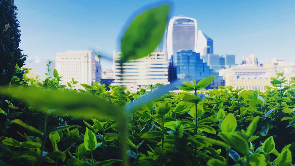 Green_forest_b3HZBKW.2e16d0ba.fill-960x540