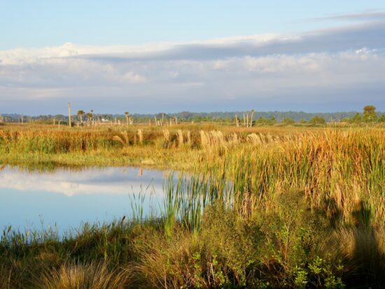 Another view overlooking the Viera Wetlands in Florida