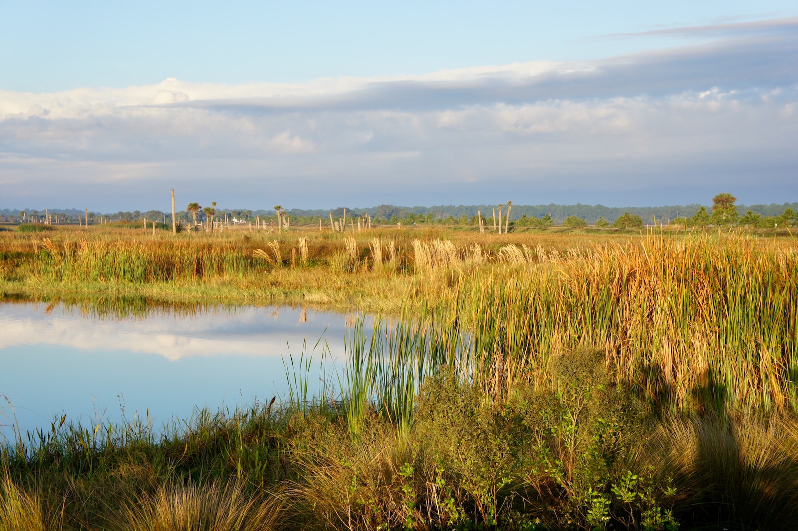 Another view overlooking the Viera Wetlands in Florida