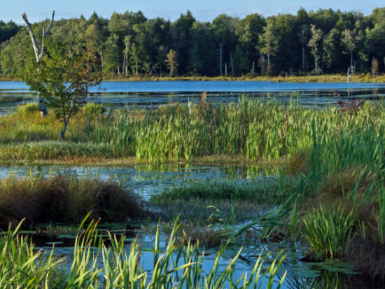 Green Reeds and Colored Water Plants enhance Lake at Gouldsboro State Park in Pennsylvania