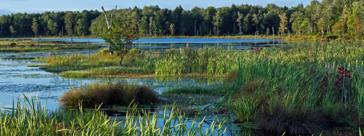 Green Reeds and Colored Water Plants enhance Lake at Gouldsboro State Park in Pennsylvania