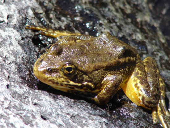Yellow-Legged Frog