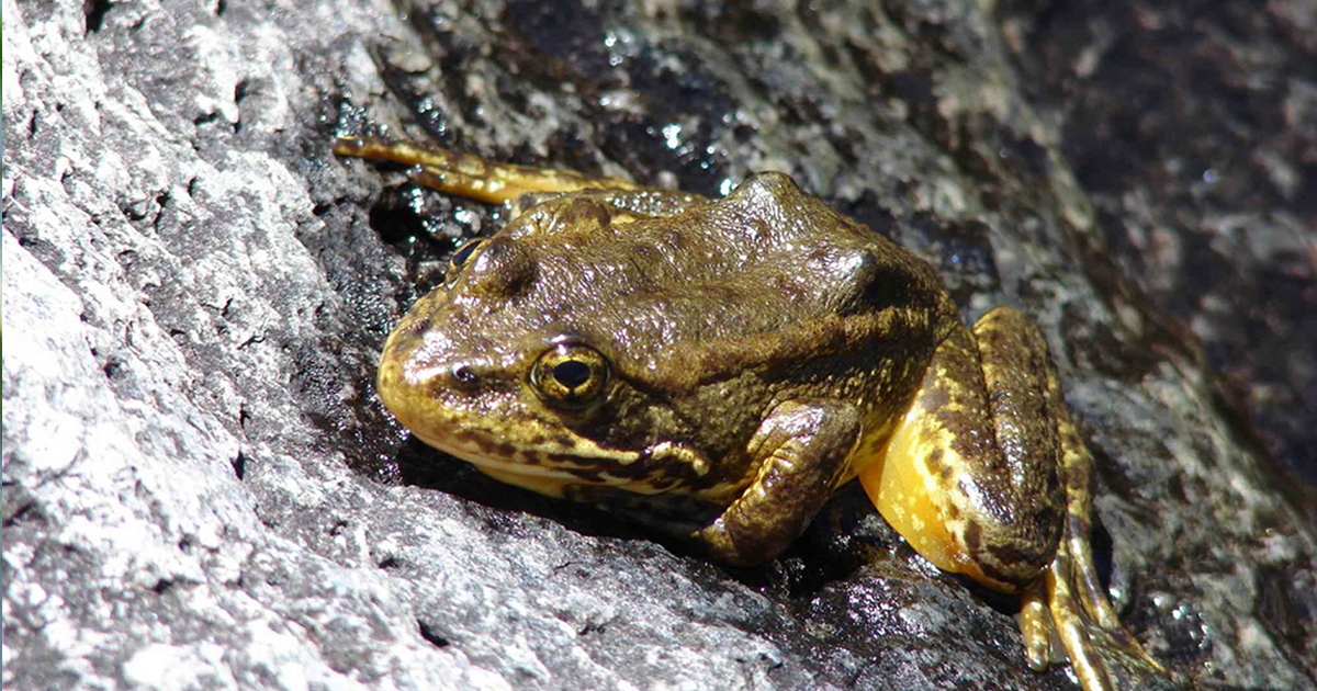Yellow-Legged Frog