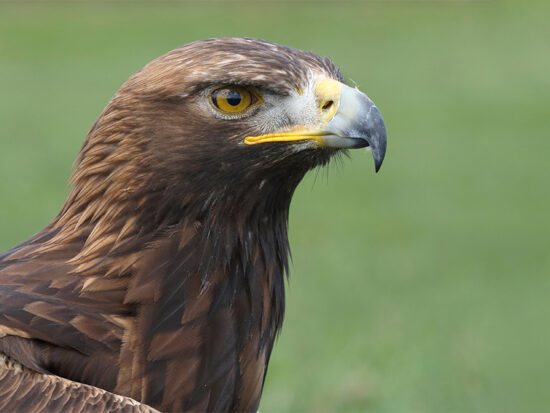 Blog_eagle 2