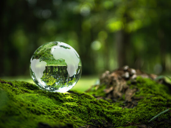 Environment Concept - Crystal Earth On moss In Forest With Ferns And Sunlight - Environment, save clean planet, ecology concept. Earth Day banner with copy space.