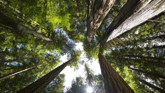 Coastal Temperate Rain Forest