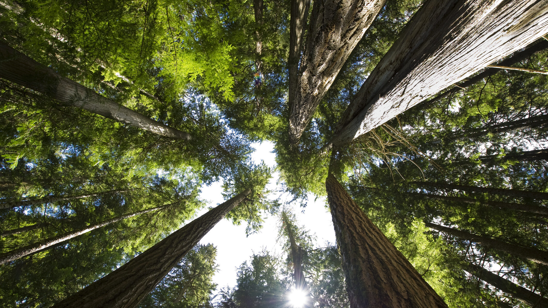 Coastal Temperate Rain Forest