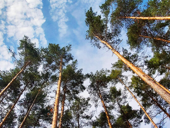 trees carbon neutral