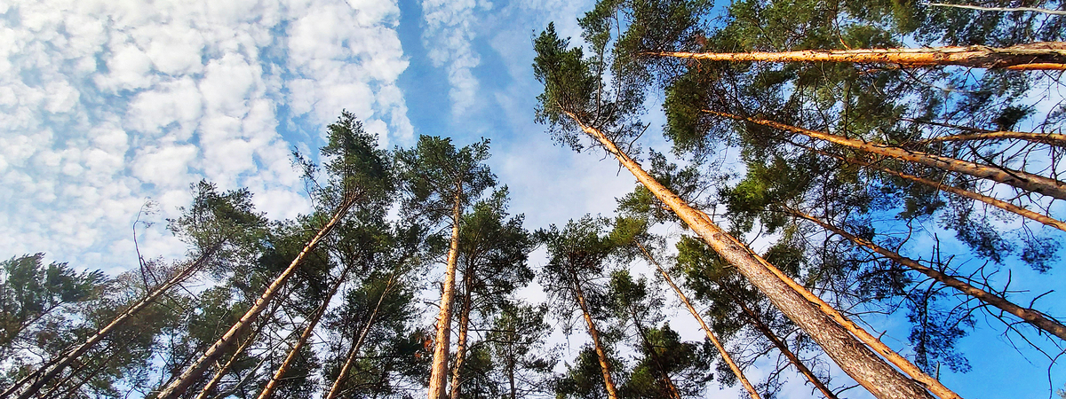 trees carbon neutral