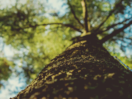 Environmental_Proposal