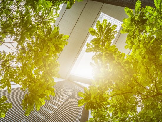 portion of trees against office buildings