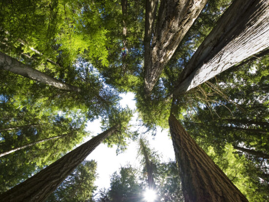 Coastal Temperate Rain Forest