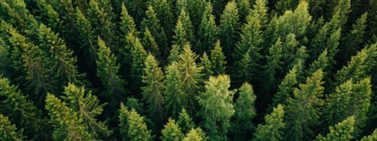 summer green trees in forest-Shutterstock_1024452661