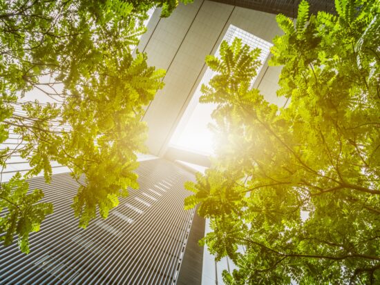 portion of trees against office buildings