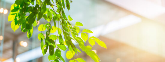 eco building or green office plant tree and garden in city concept-shutterstock_687203815