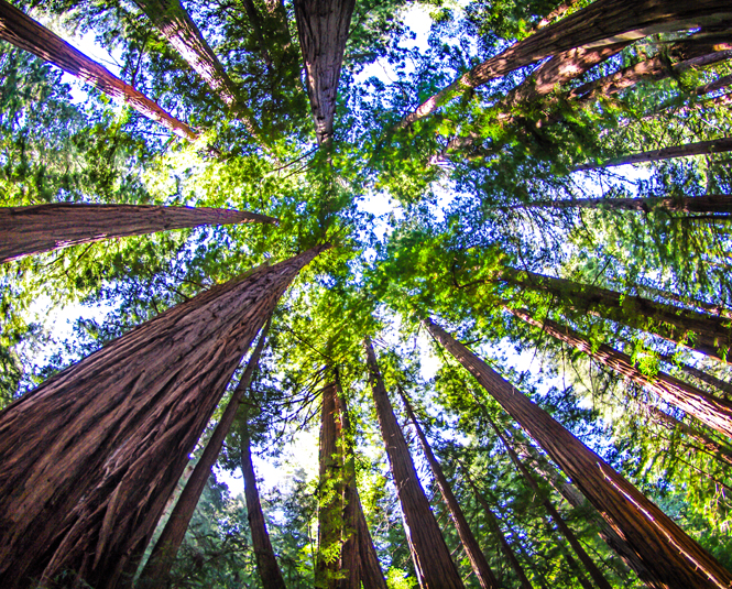 Muir Woods