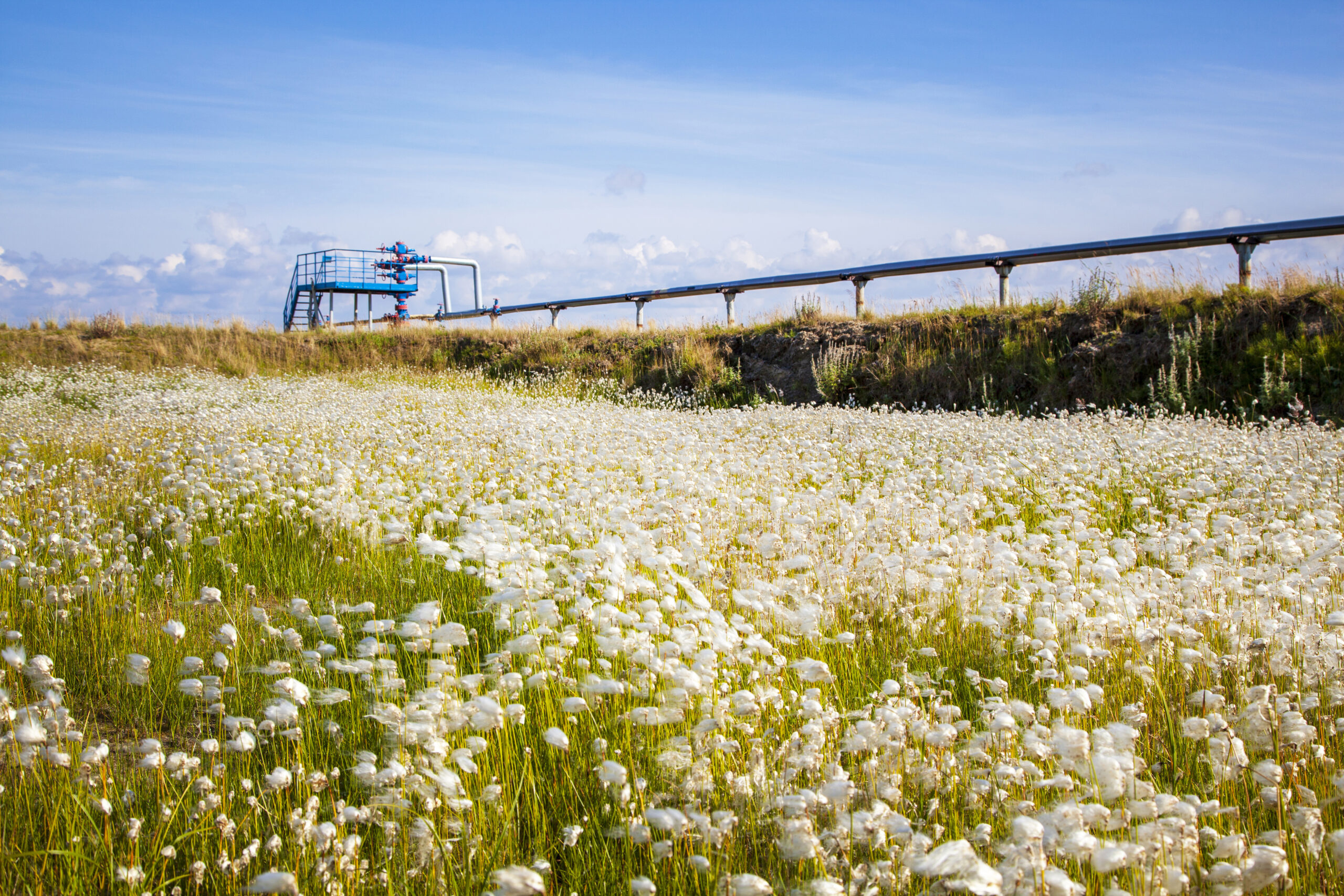 Oil, gas industry. Group wellheads and valve armature, Gas valve, Gas well of high pressure against a background of white fluffy flowers