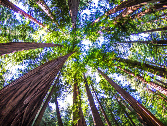 Muir Woods