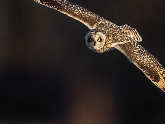 Owl