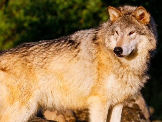 Gray Wolf (1)