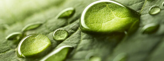 water droplet on leaf - Shutterstock_668593321