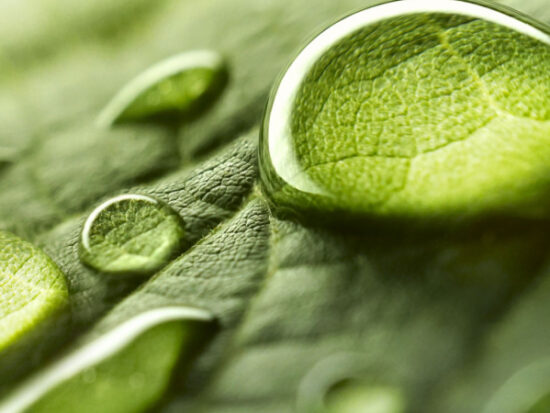 water droplet on leaf - Shutterstock_668593321