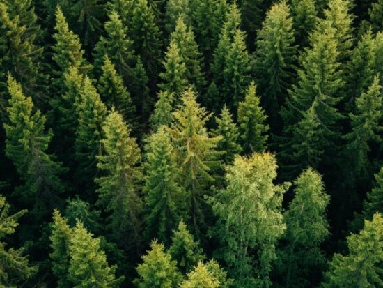 summer green trees in forest-Shutterstock_1024452661